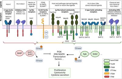 Taking Lessons from CAR-T Cells and Going Beyond: Tailoring Design and Signaling for CAR-NK Cells in Cancer Therapy